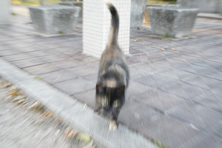 黒い子猫