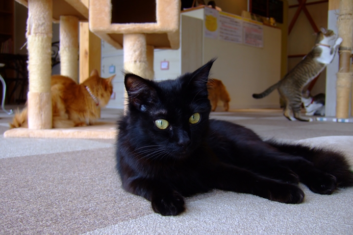 飼い猫