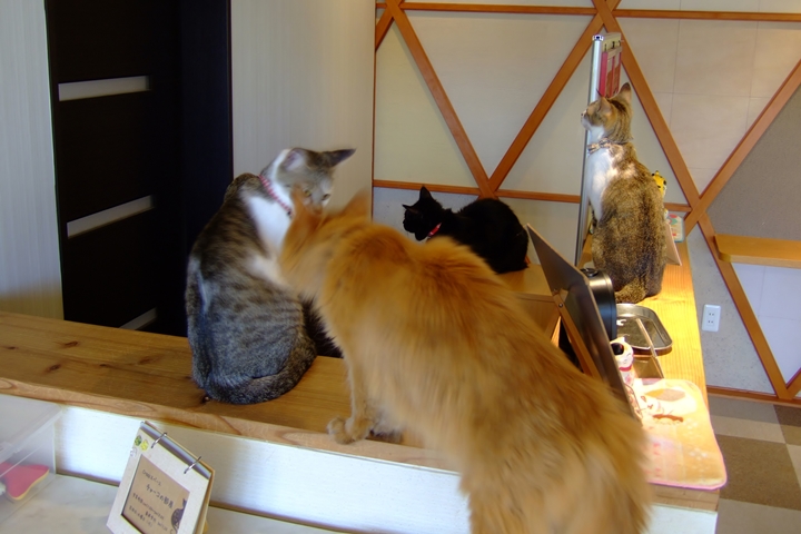猫カフェ