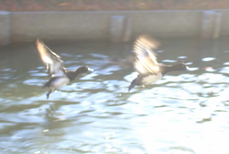 水鳥