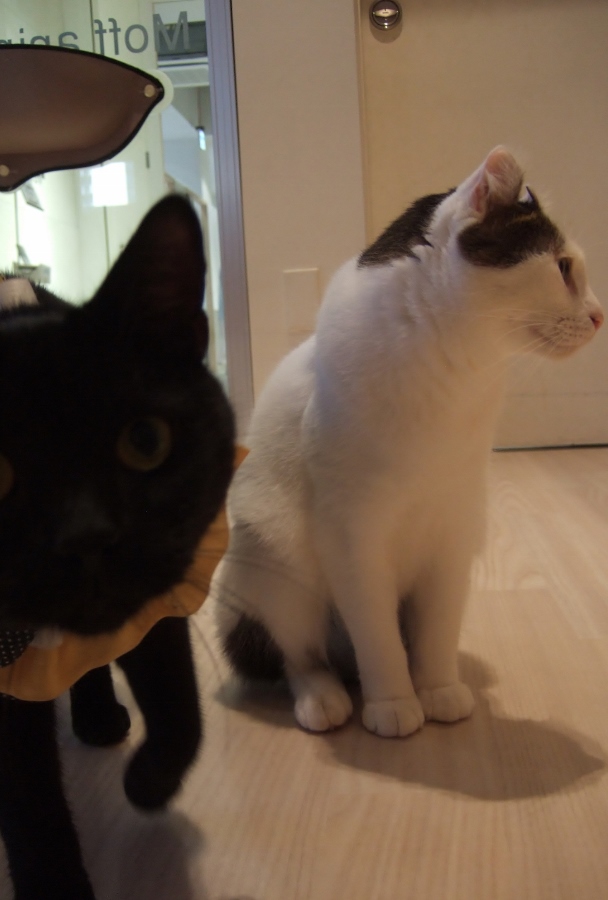猫カフェ