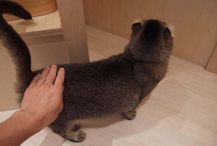 猫カフェ