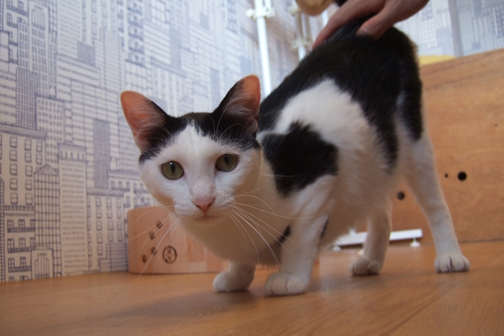 猫カフェ
